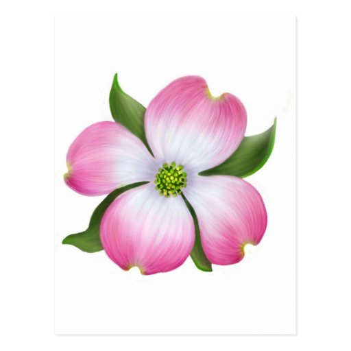 Pink Dogwood Flower Postcards