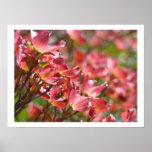 Pink Dogwood Flowers Fine art prints Floral