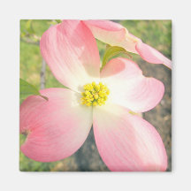 Pink Dogwood Fridge Magnets