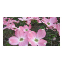 Pink Dogwood