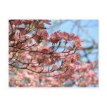 Pink Dogwood Tree Flowers Post card Flowering Tree