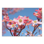 Pink Dogwoods Greeting Cards