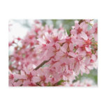 Pink Dogwoods postcards
