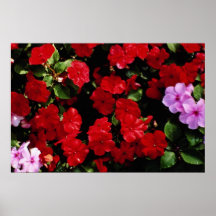 Pink Domestic flowers, Stratford, Ontario, Canada Print