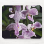 Pink Equestris 'Solid' (Phalaenopsis) flowers Mousepads