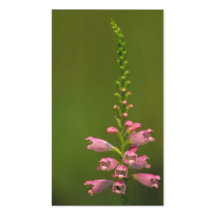 Pink False Dragonhead Flower Business Cards
