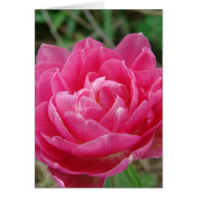 Pink Fancy Tulip, Mother's Day Greeting Cards