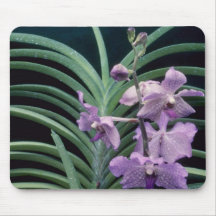 Pink Fiftieth State Beauty (Ascocenda) flowers Mousepad