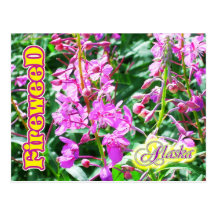 Pink Fireweed flowers in Alaska Post Card