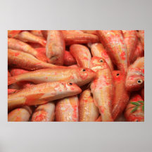 Pink Fish Poster/Print