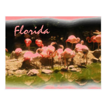 Pink flamingo Florida postcard