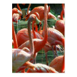 Pink Flamingo group, lots of flamingoes picture! Post Card