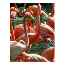 Pink Flamingo group, lots of flamingoes picture! Post Card
