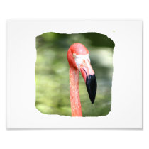 Pink flamingo head photograph green background