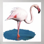 Pink Flamingo in Blue Pool of Water Posters
