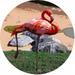 Pink Flamingo Photo Cut Out