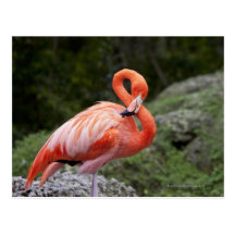 Pink Flamingo Postcards