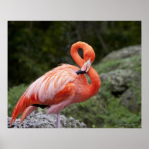 Pink Flamingo Posters