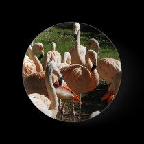 Pink Flamingos buttons