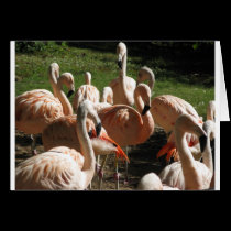 Pink Flamingos cards