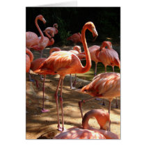 Pink Flamingos