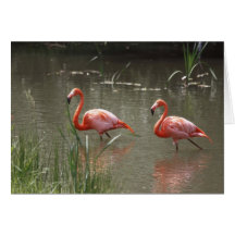 Pink Flamingos Card