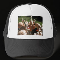 Pink Flamingos hats