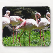 Pink flamingos in Hawaii mousepads