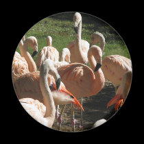 Pink Flamingos magnets