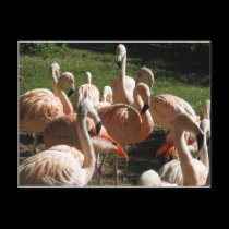 Pink Flamingos postcards