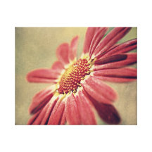 Pink Floral Daisy. Canvas Prints