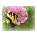 Pink Flower and Butterfly Post Cards