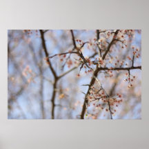 Pink Flower Buds Print