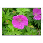 Pink Flower Card