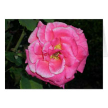 Pink Flower Cards