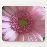 Pink Flower Close Up Big Flower Mousepads