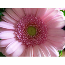 Pink Flower Close Up Big Flower Photo Cut Out