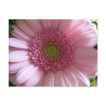 Pink Flower Close Up Big Flower Post Card