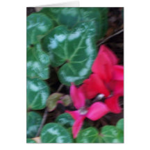 Pink Flower Greeting Cards