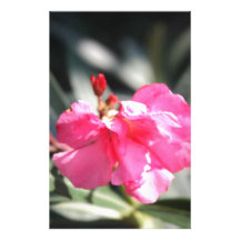 Pink flower, Italy Stationery