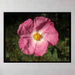 Pink Flower Large Posters & Prints