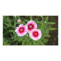 pink flower photo