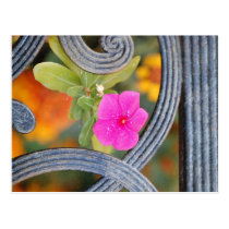 Pink Flower postcards