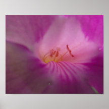 Pink Flower Poster
