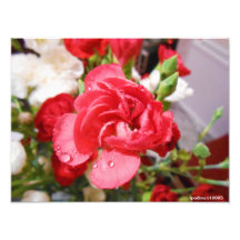 pink flower with water droplets photo art