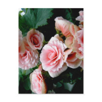 Pink Flowering Begonia Postcard