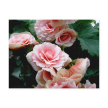 Pink Flowering Begonia Postcard