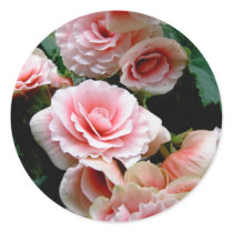 Pink Flowering Begonia Sticker