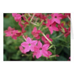 Pink Flowering Tobacco (Nicotiana Alata) flowers Greeting Cards