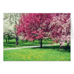 Pink Flowering trees flowers Greeting Card